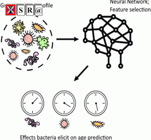 Human microbiome aging clocks based on deep learning and tandem of permutation feature importance and accumulated local effects
